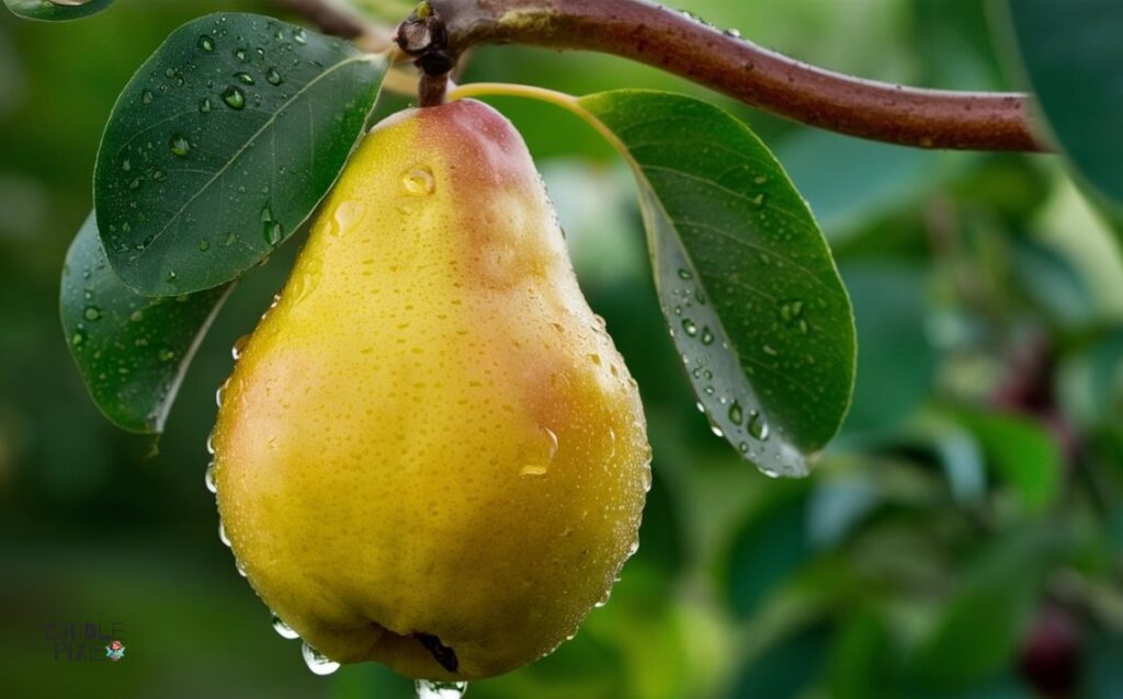 Pears Relieve Constipation in Babies